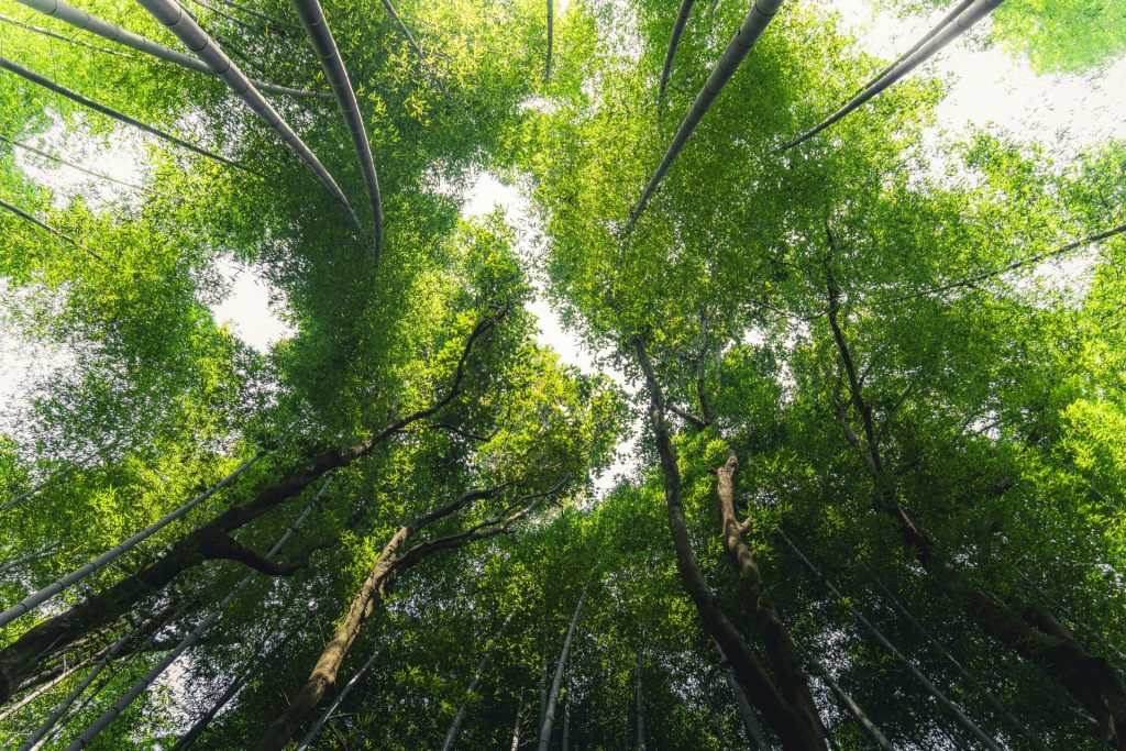 Looking up at a lush green forest canopy.