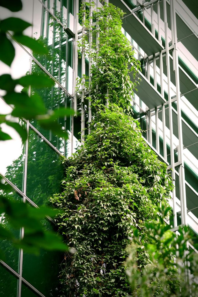 a tree with green leaves