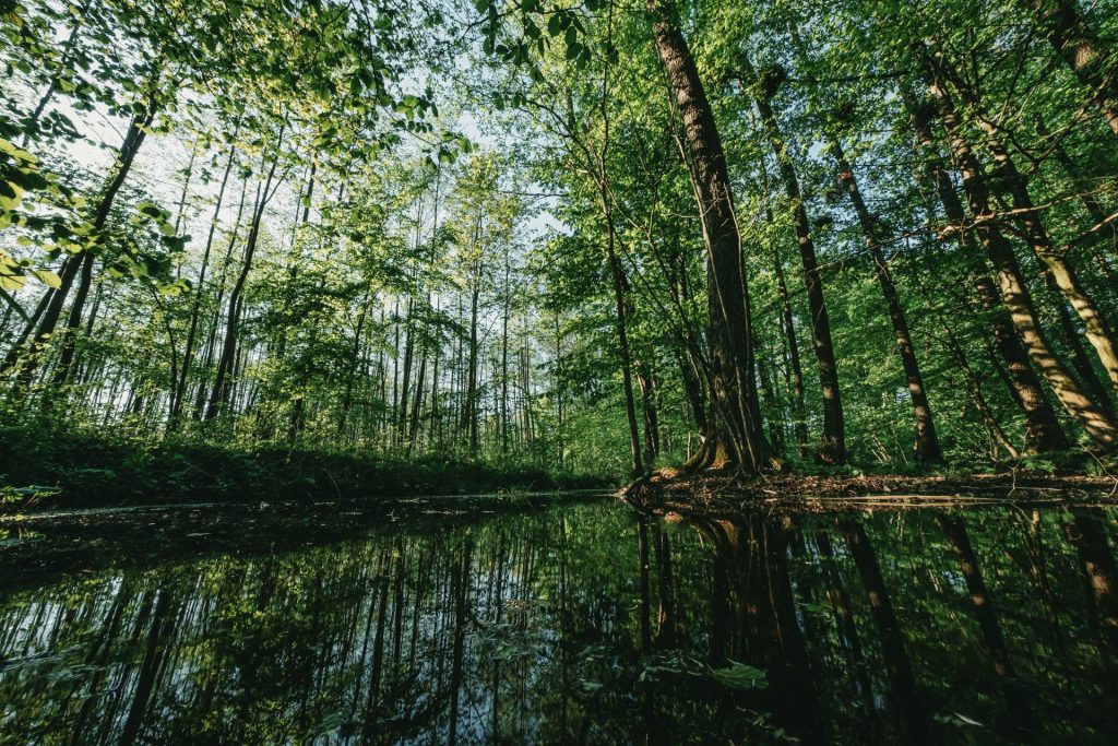 a body of water surrounded by trees in a forest